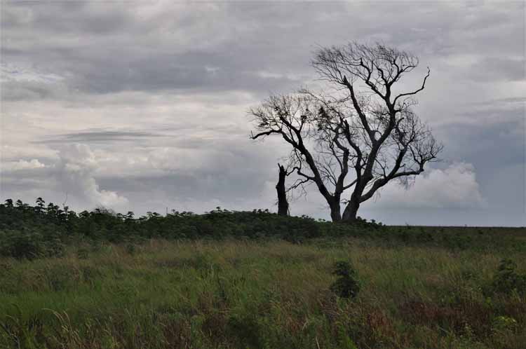 wind-swept tree